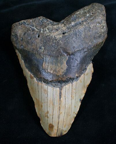 Bargain Megalodon Tooth - North Carolina #8023